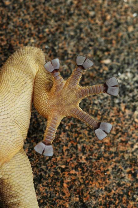 Haemodracon riebecki